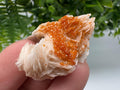 Red Vanadinite on Barite, Moroccan Crystal Specimen