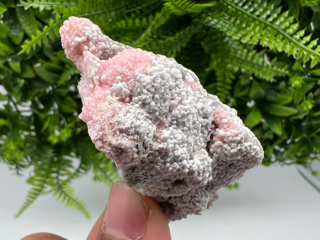 RARE Rhodochrosite with White Calcite, Starnica Mine Bulgaria