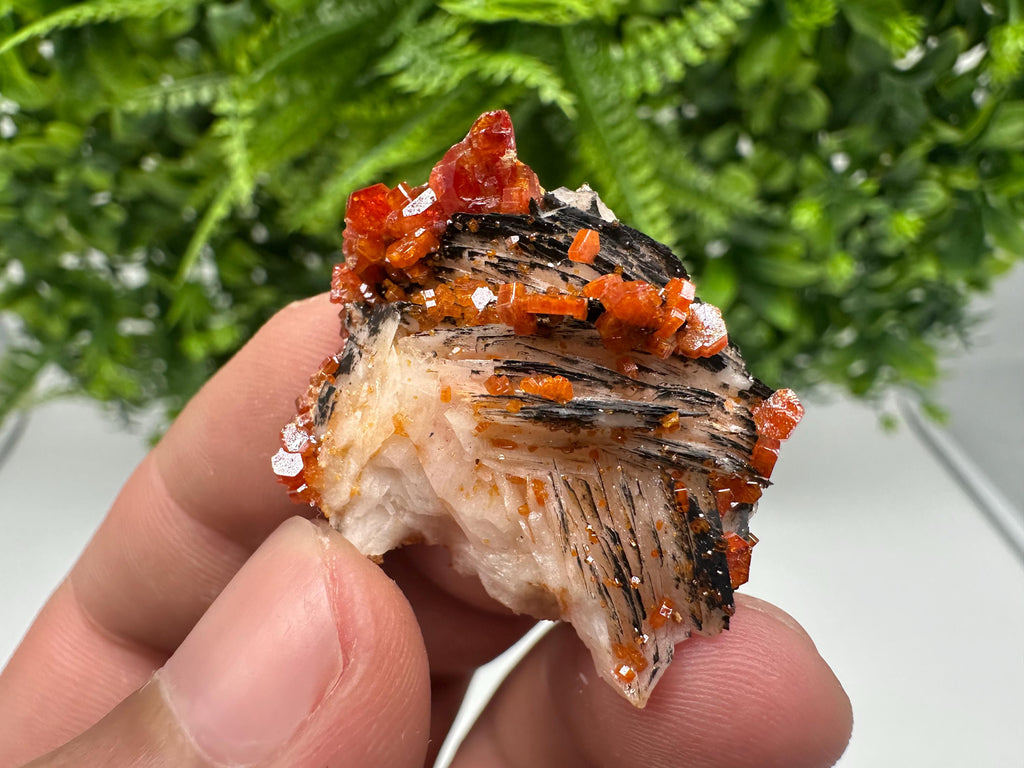 Red Vanadinite on Barite from Marocco,crystal minerals Speciment cluster Vanadinite crystal Vanadinite Geology Vanadinite cluster minerals