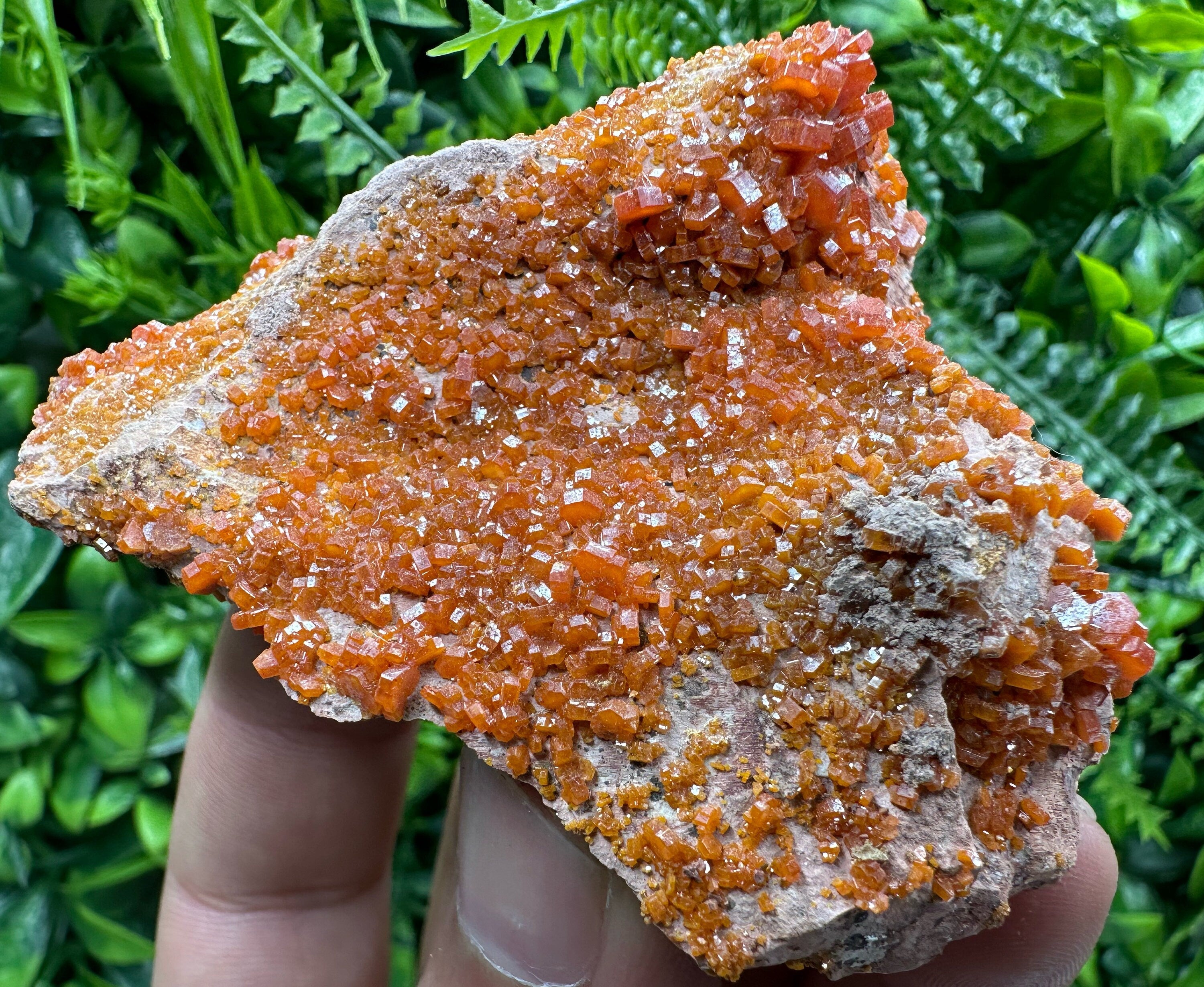 Red Vanadinite Crystal Cluster on Matrix, Morocco Mineral Specimen