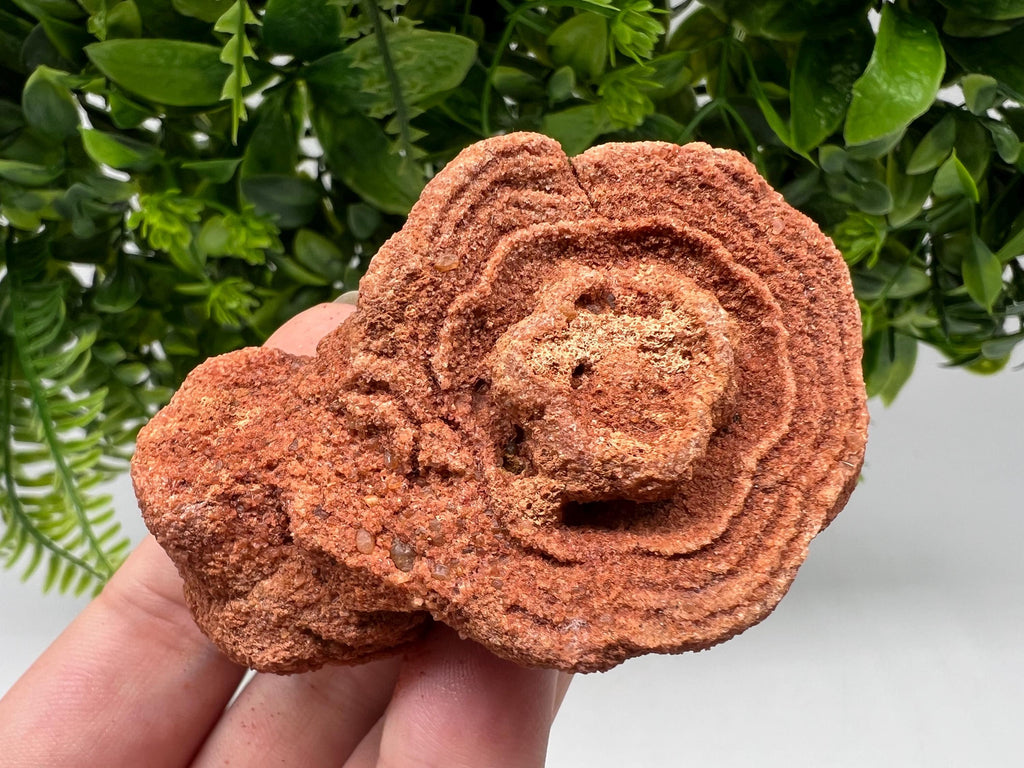 Moroccan Stromatolite Fossil Specimen: Raw Algae for Grounding