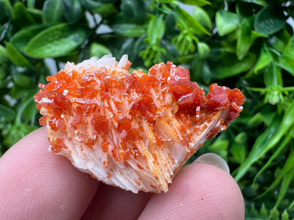 Red Vanadinite on Barite from Marocco,crystal minerals Speciment cluster Vanadinite crystal Vanadinite Geology Vanadinite cluster minerals