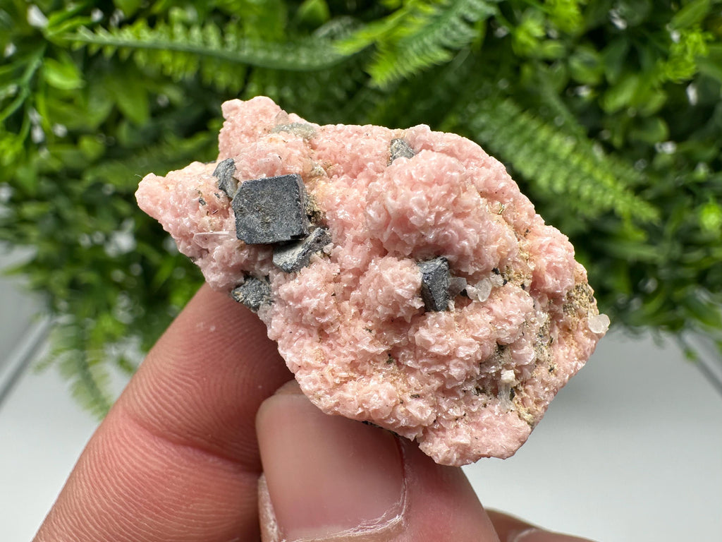 Rhodochrosite on Quartz: Pink Crystal Home Decor, Bulgaria Mineral Souvenir