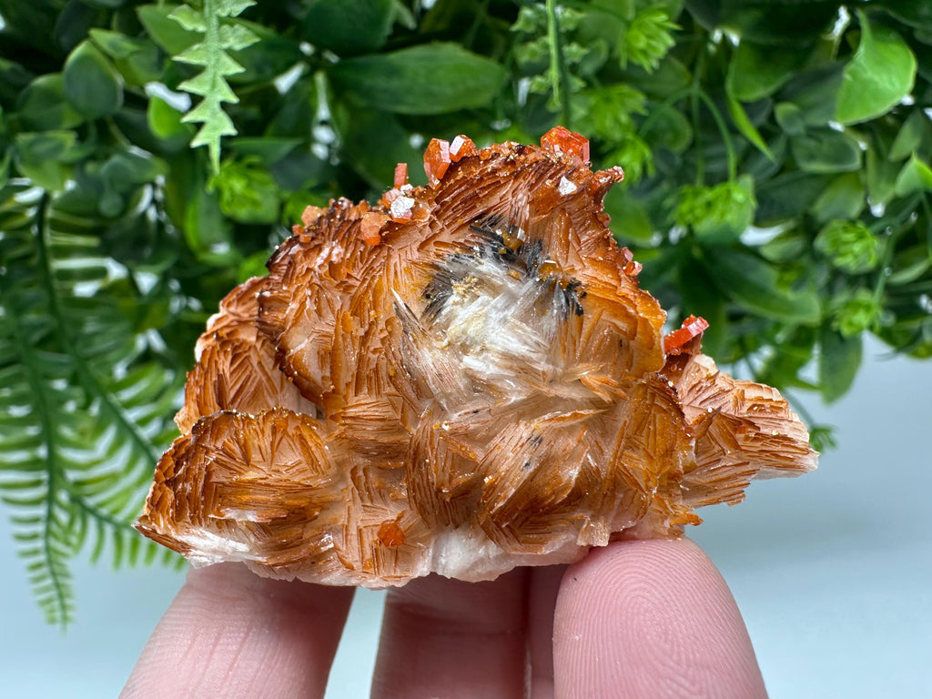 Red Vanadinite Crystal Cluster on Barite Matrix from Morocco, Geology Specimen