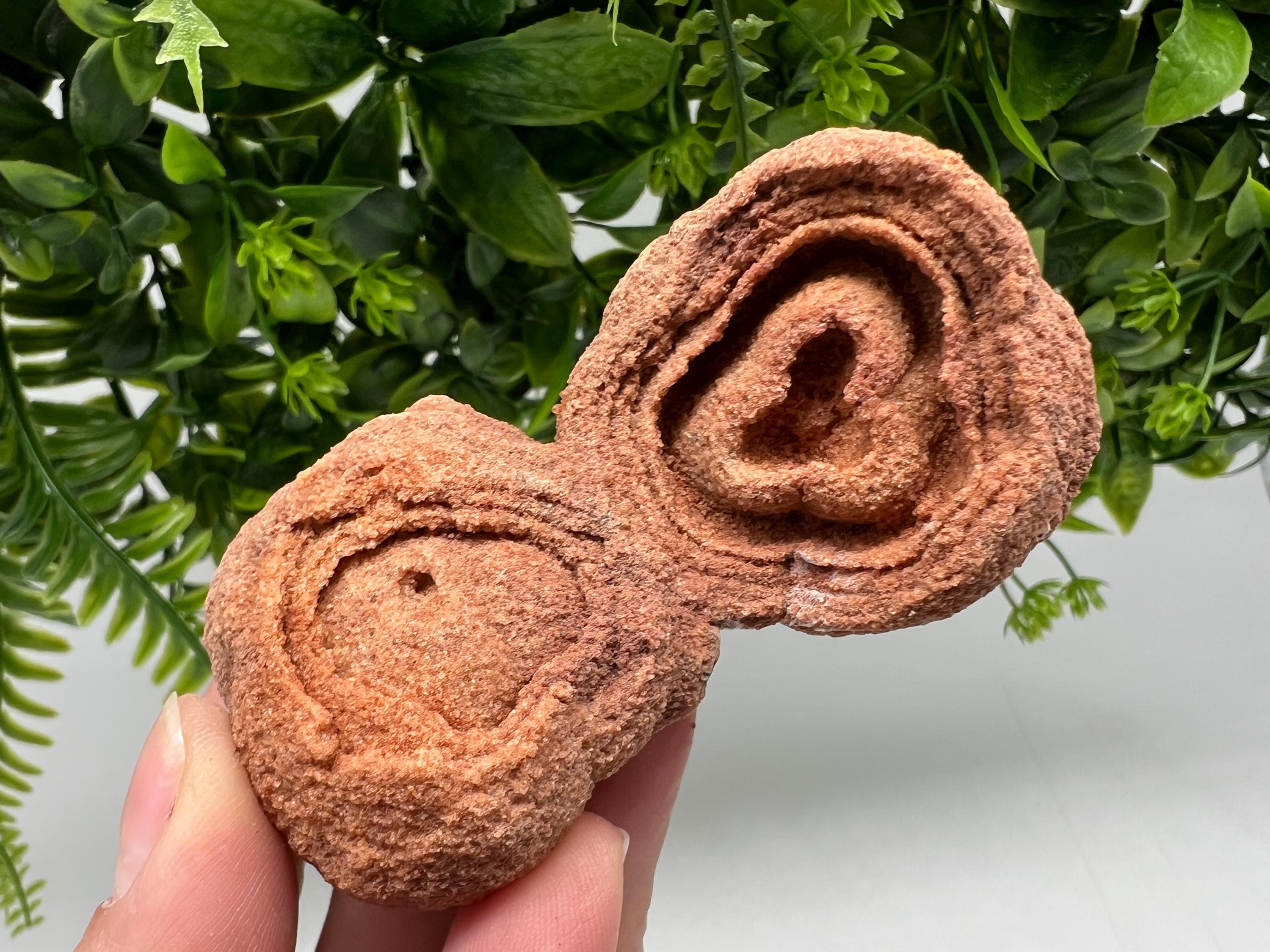 Raw Stromatolite Fossil Specimen, Moroccan Grounding Stone