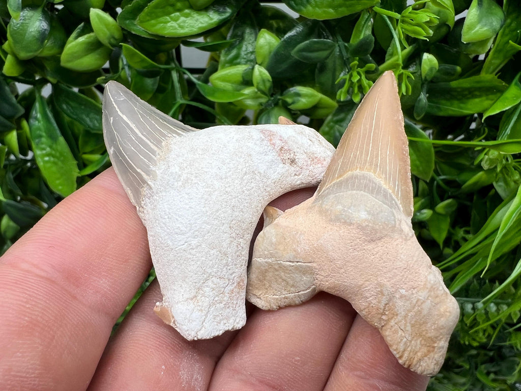 Middle Size Shark Fossil Tooth: Protection & Strength Souvenir