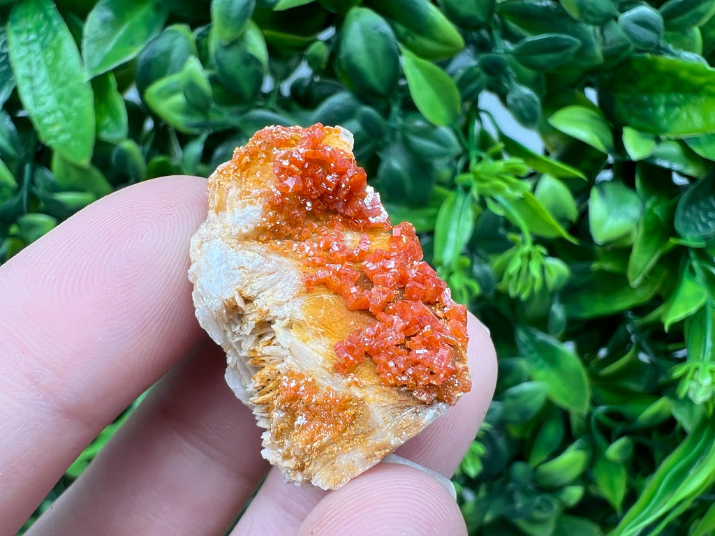 Red Vanadinite on Barite from Marocco,crystal minerals Speciment cluster Vanadinite crystal Vanadinite Geology Vanadinite cluster minerals