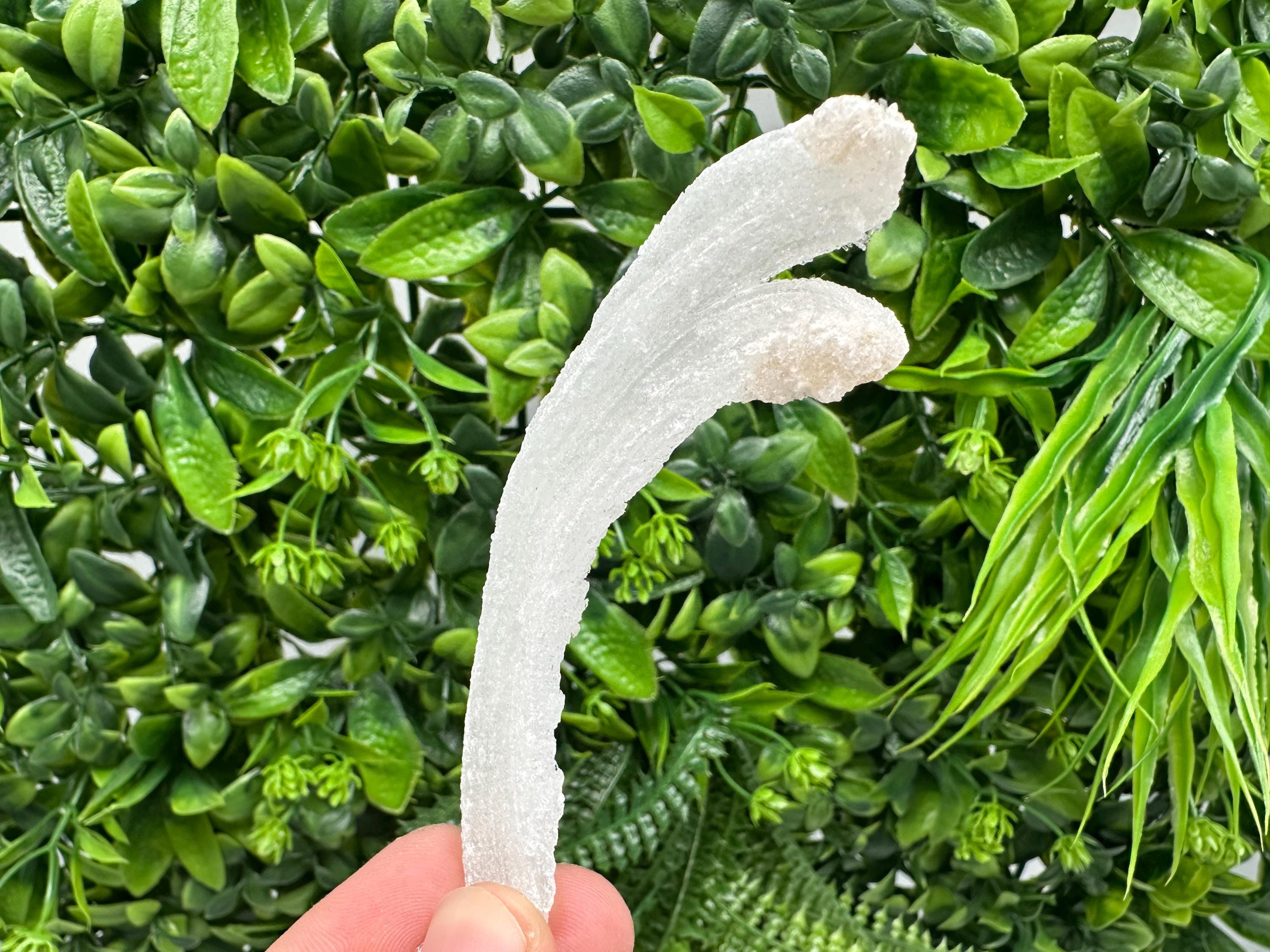 White Selenite Gypsum "Ram's Horn'' Selenite,from Guizhou,China,perfect Shape and Luster,Fluorescent Selenite Gypsum,minerals specimen,colle