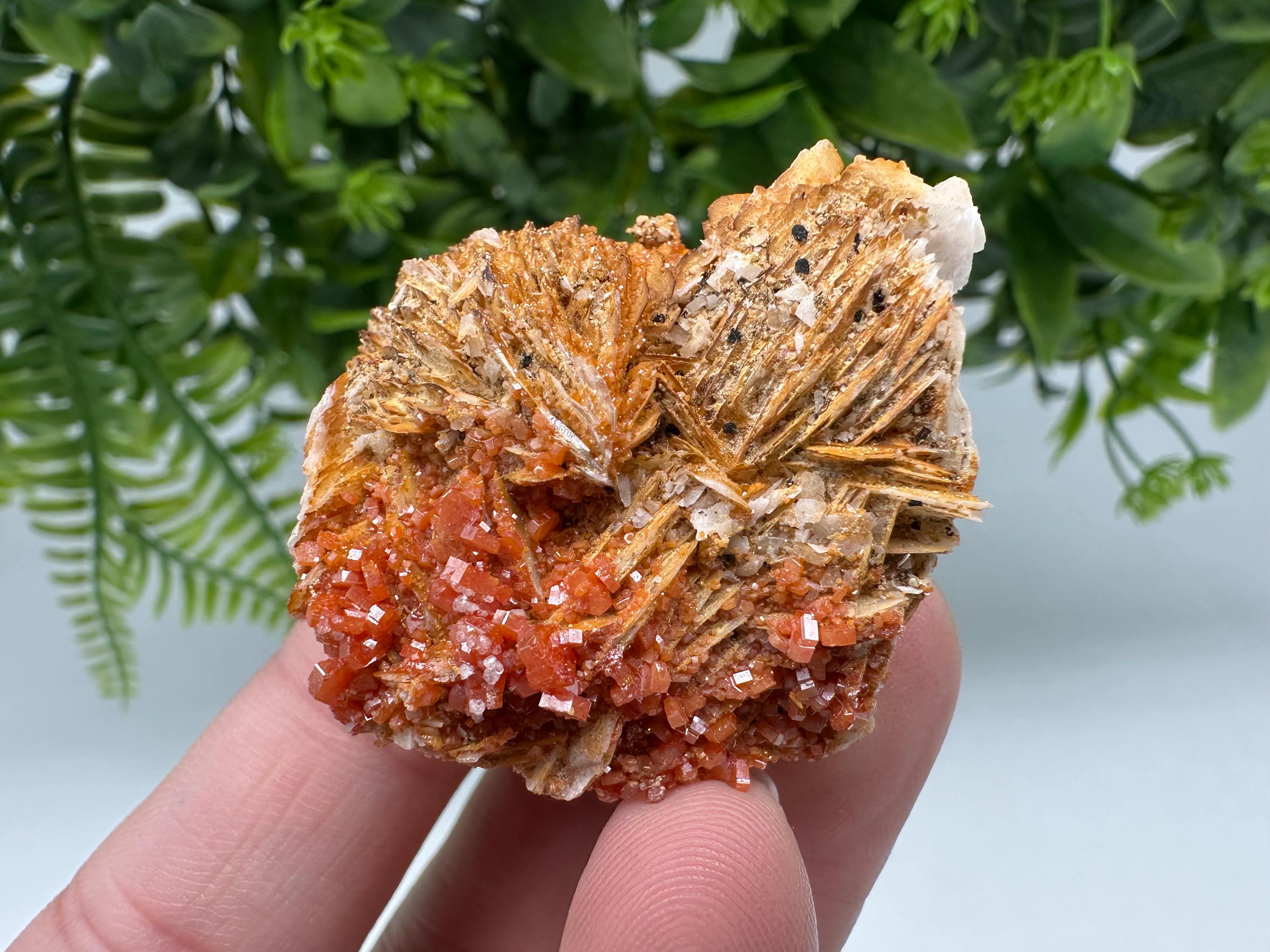 Red Vanadinite on Barite from Marocco,crystal minerals Speciment cluster Vanadinite crystal Vanadinite Geology Vanadinite cluster minerals