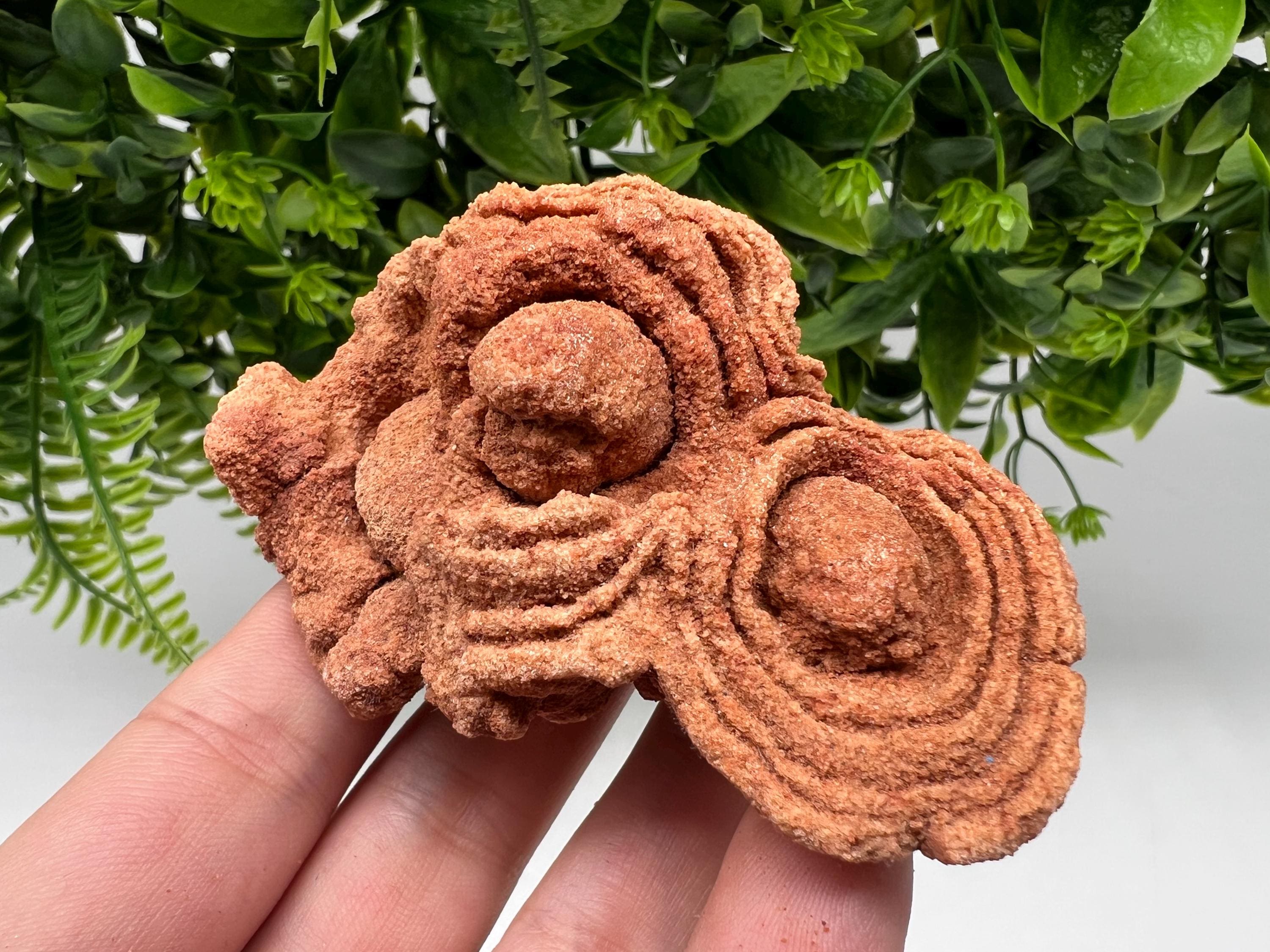 Moroccan Stromatolite Fossil Specimen: Raw Algae for Grounding