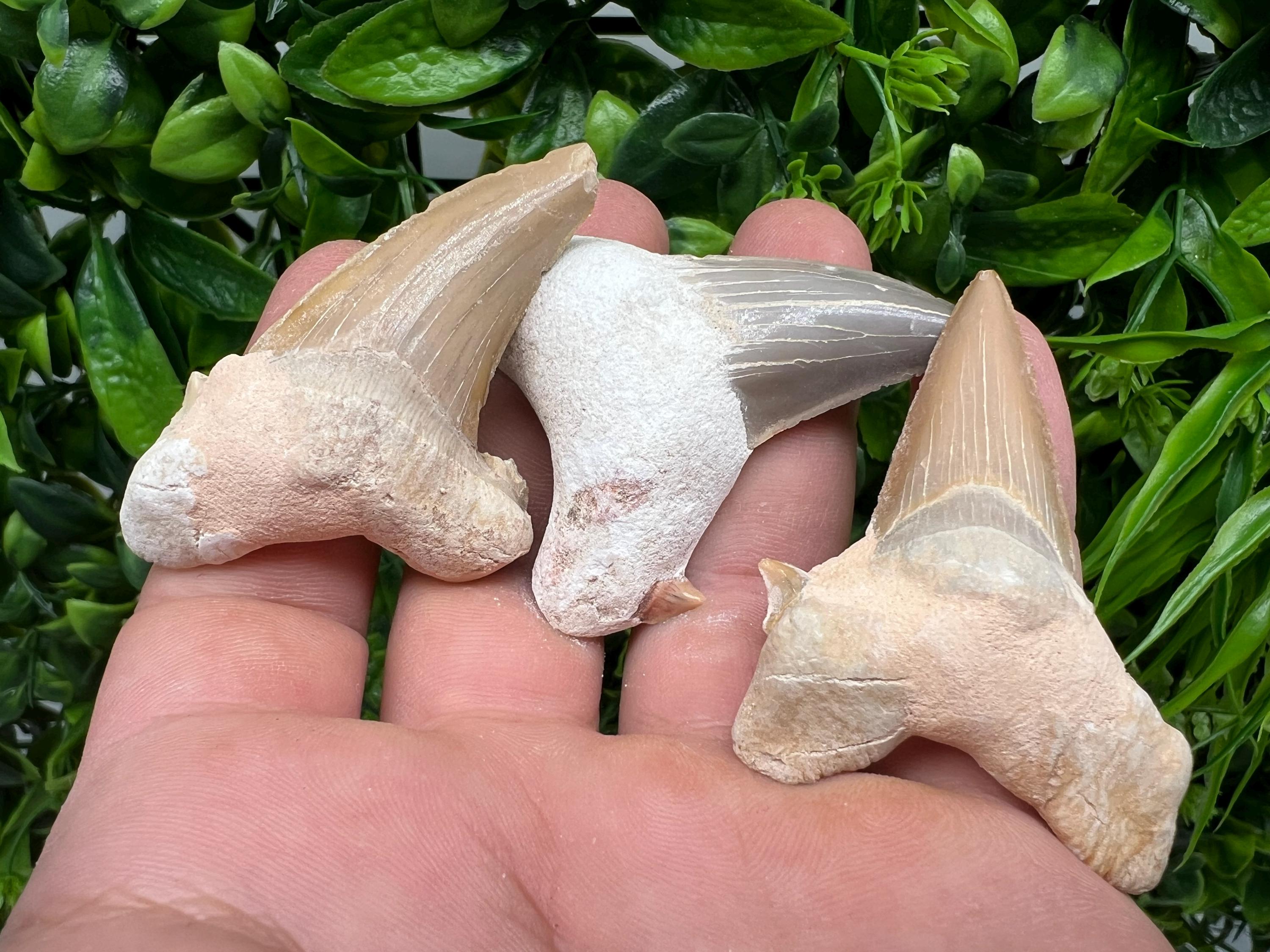Middle Size Shark Fossil Tooth: Protection & Strength Souvenir