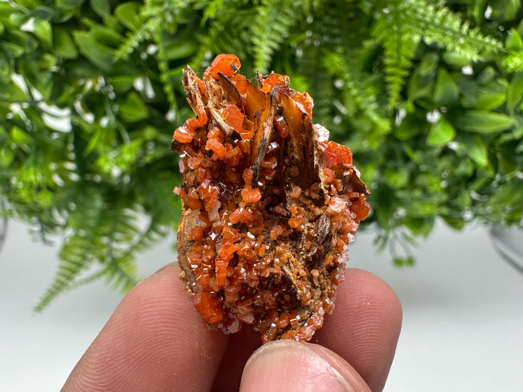 Red Vanadinite on Barite from Marocco,crystal minerals Speciment cluster Vanadinite crystal Vanadinite Geology Vanadinite cluster minerals