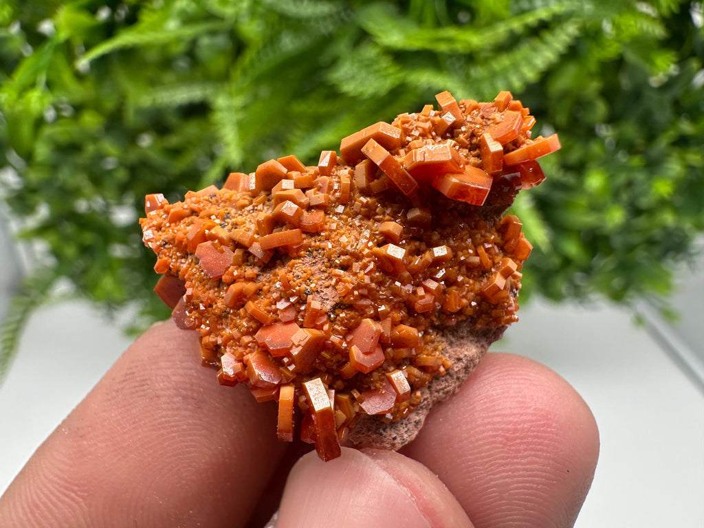 Red Vanadinite on Barite from Marocco,crystal minerals Speciment cluster Vanadinite crystal Vanadinite Geology Vanadinite cluster minerals