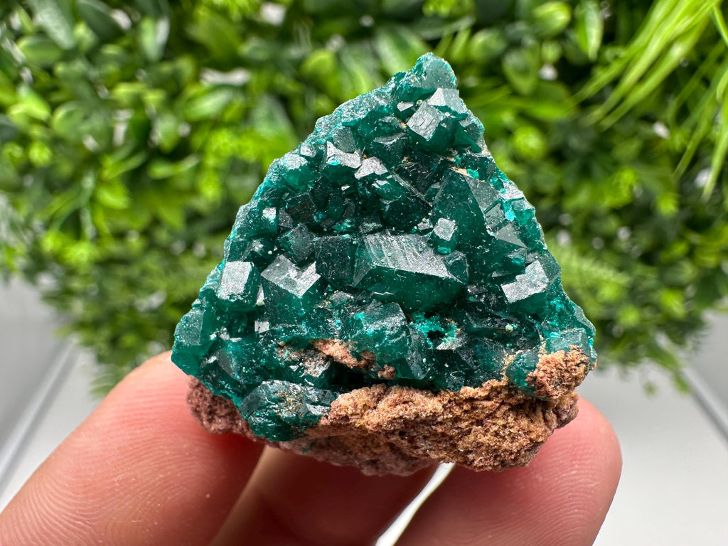 Stunning Green Dioptase from Sanda Hills,Mindouli,Pool Department,Mindouli District,Congo,green Dioptase,Dioptas Crystal,Dioptase collecting