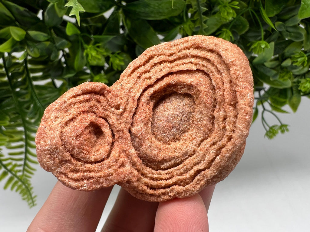 Raw Moroccan Stromatolite Fossil Specimen, Algae Fossil