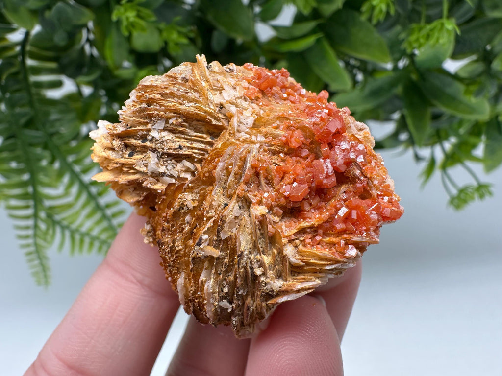 Red Vanadinite on Barite from Marocco,crystal minerals Speciment cluster Vanadinite crystal Vanadinite Geology Vanadinite cluster minerals