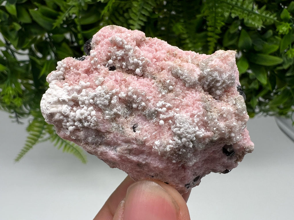 RARE Rhodochrosite with White Calcite, Starnica Mine, Bulgaria