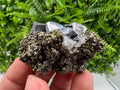 Galena on Pyrite Specimen: Borieva Mine, Bulgaria