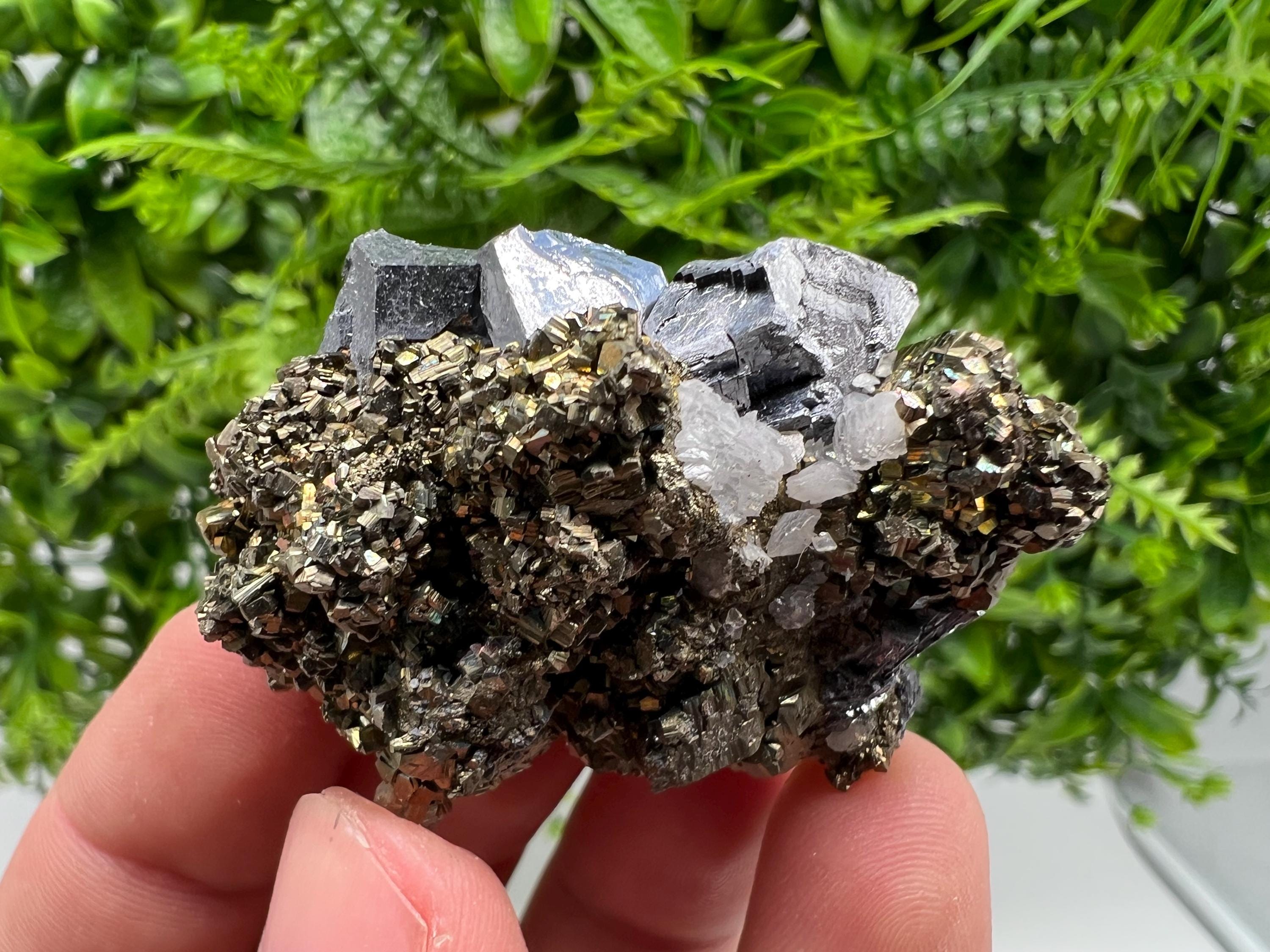 Galena on Pyrite Specimen: Borieva Mine, Bulgaria