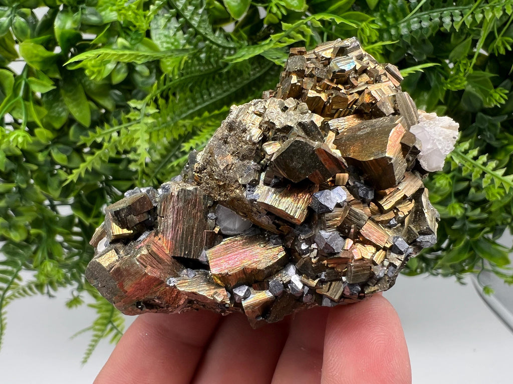 Galena on Pyrite Specimen: Borieva Mine, Bulgaria