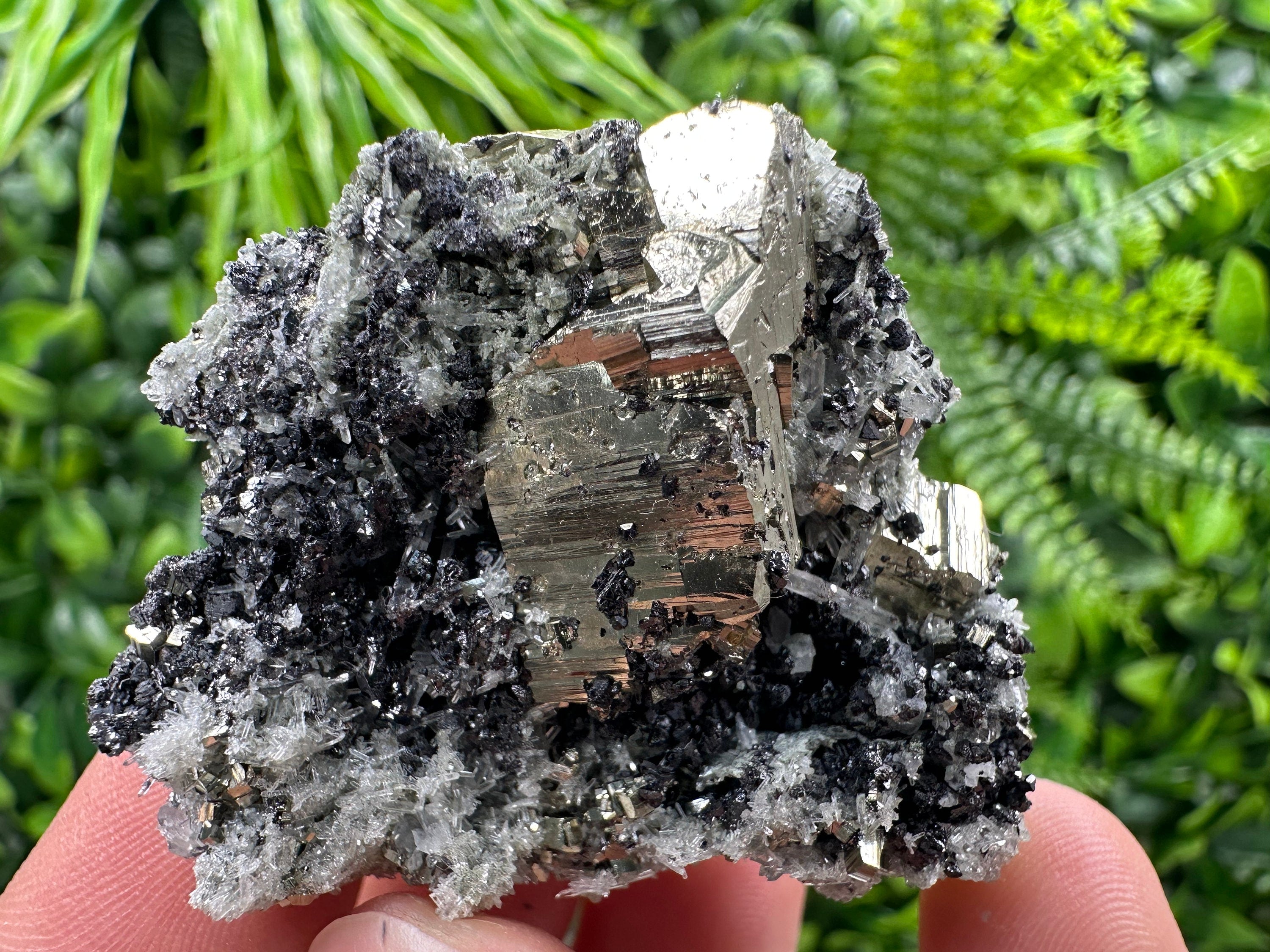 Pyrite on Quartz Needles, Borieva Mine Bulgaria