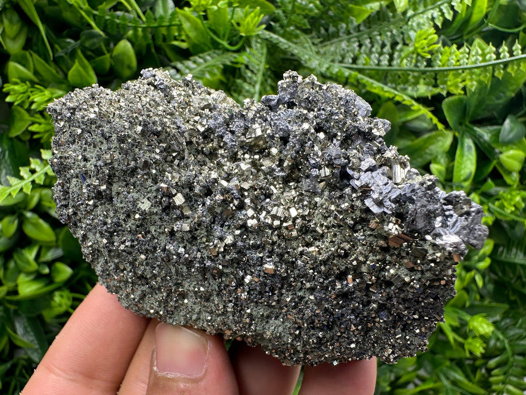 Galena on Pyrite Specimen: Borieva Mine, Bulgaria