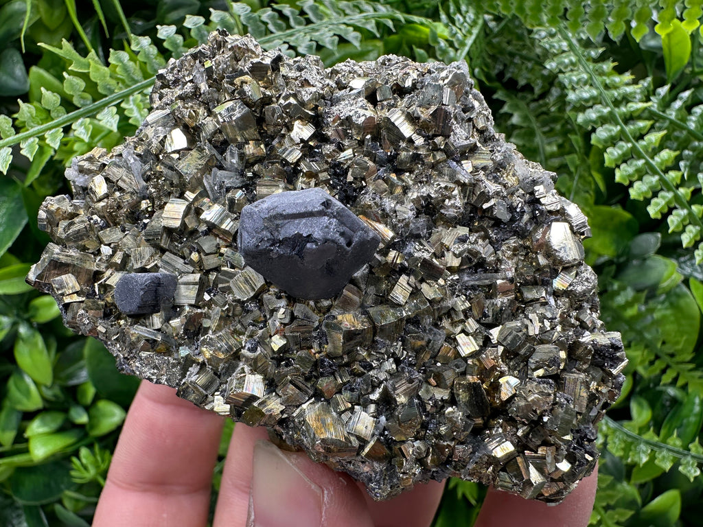 Galena on Pyrite Specimen: Borieva Bulgaria Mineral Collection