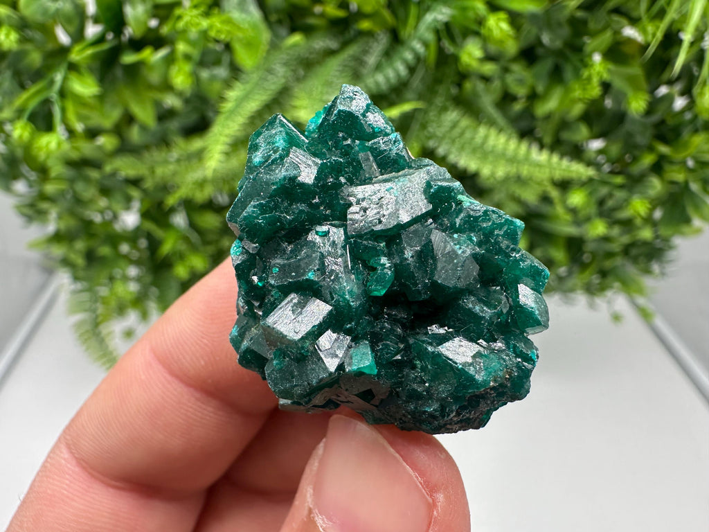 Stunning Green Dioptase from Sanda Hills,Mindouli,Pool Department,Mindouli District,Congo,green Dioptase,Dioptas Crystal,Dioptase collecting