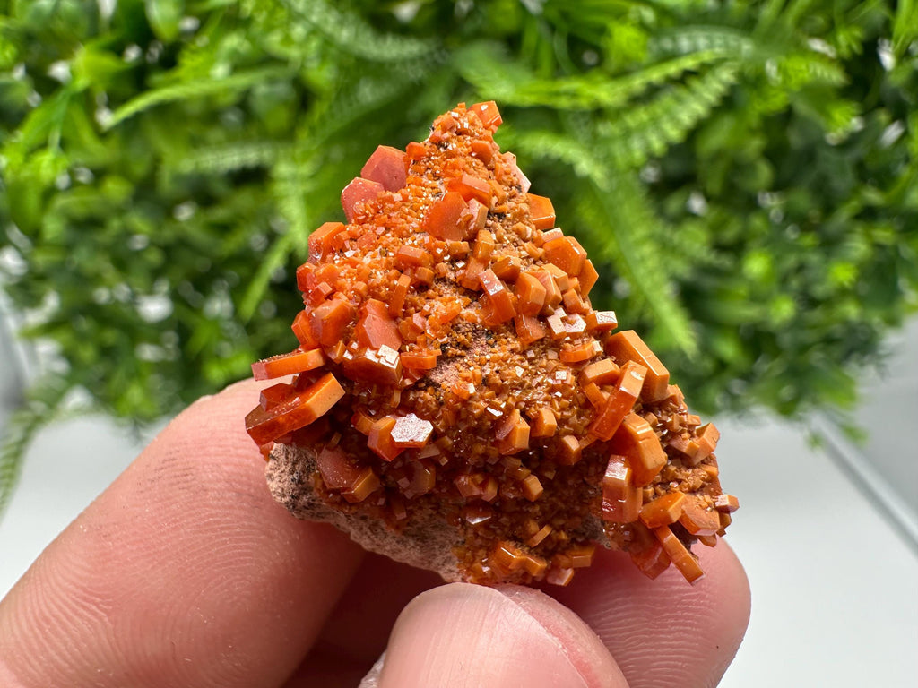 Red Vanadinite on Barite from Marocco,crystal minerals Speciment cluster Vanadinite crystal Vanadinite Geology Vanadinite cluster minerals