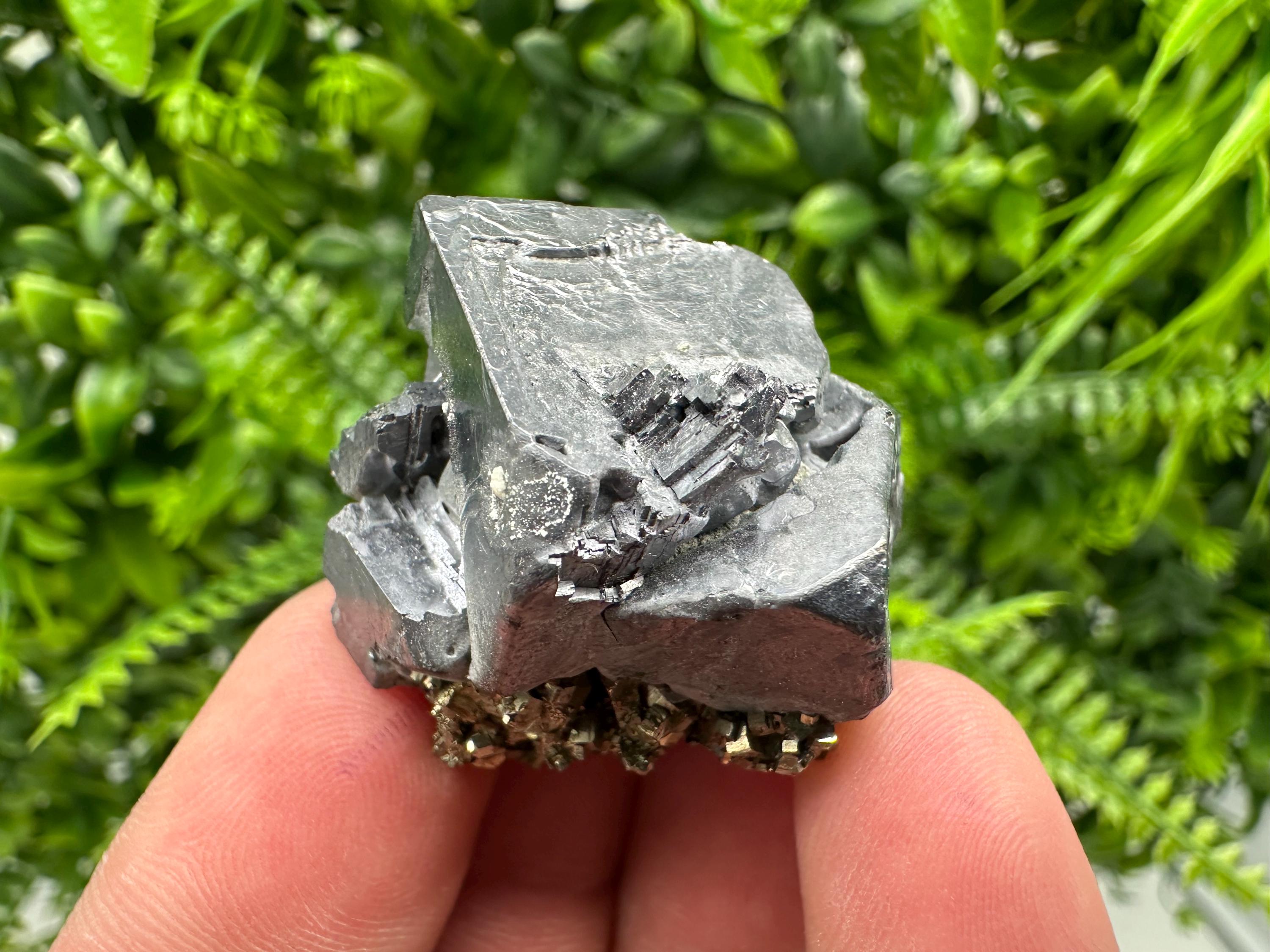 Galena on Pyrite Specimen: Borieva Mine, Bulgaria
