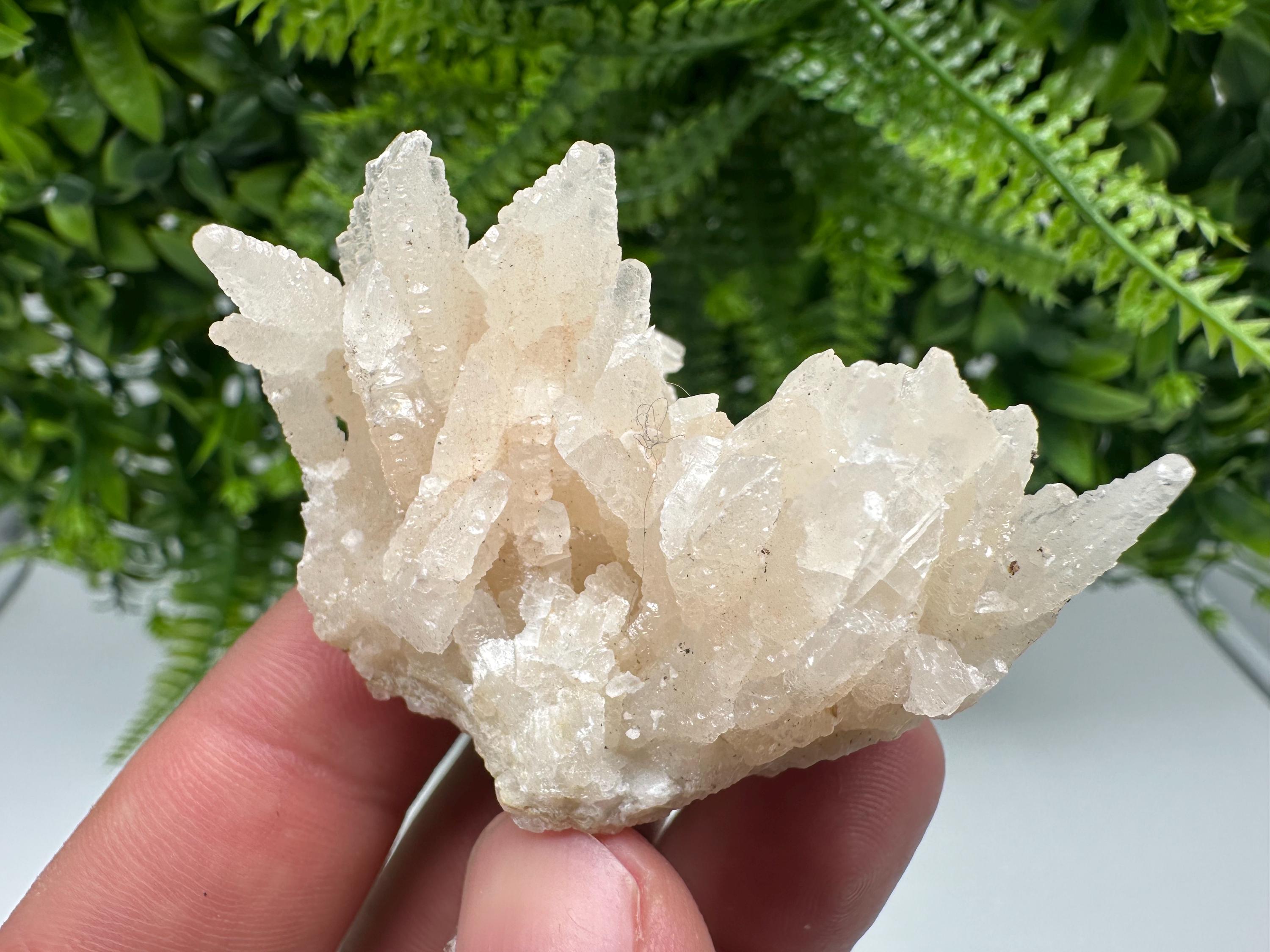 Calcite on Green Quartz: Djurcovo Mine, Bulgaria Crystal