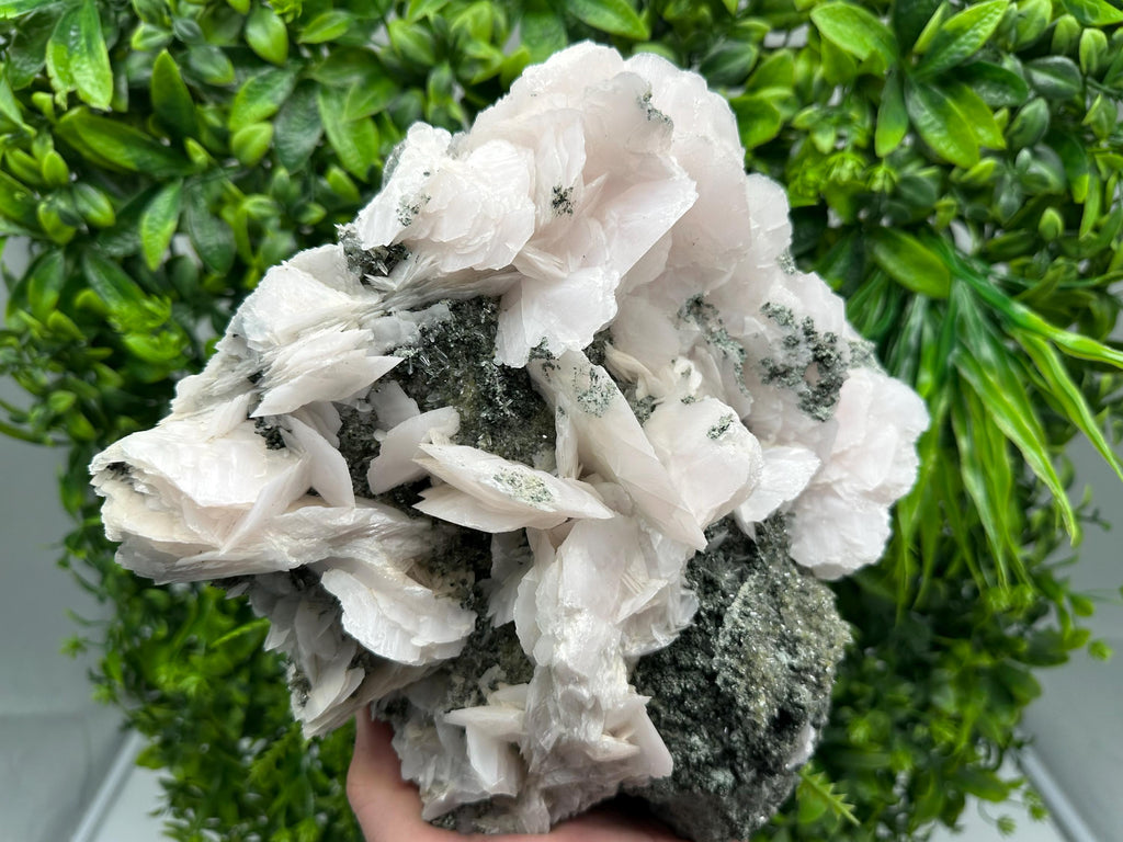 Large Mangano Calcite Wings on Chlorite Matrix, Bulgaria Mineral Specimen