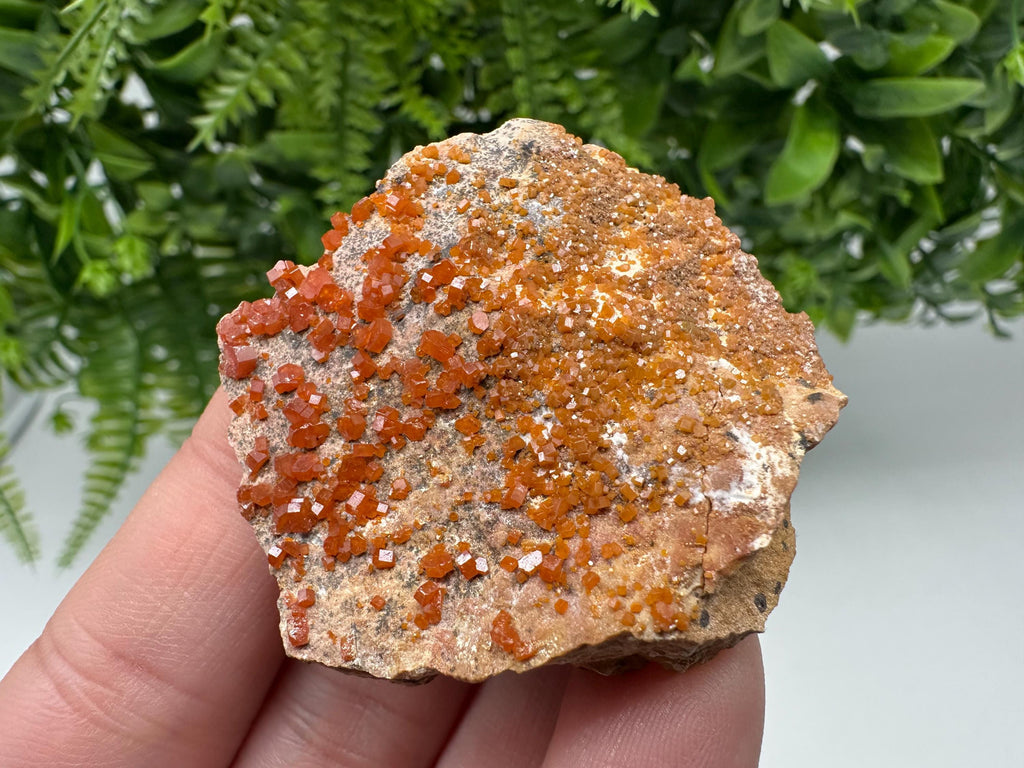 Red Vanadinite on Matrix from Marocco,crystal minerals Speciment cluster Vanadinite crystal Vanadinite Geology Vanadinite cluster minerals