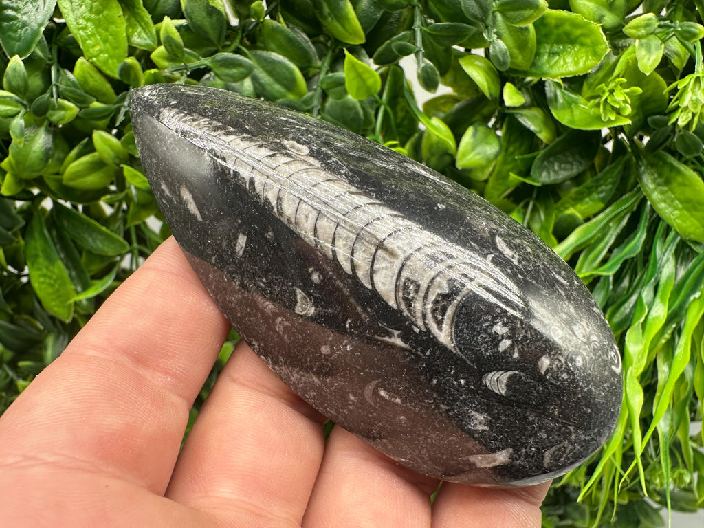 Polished Orthoceras Fossil Cabochon: Pear Shape Loose Gemstone