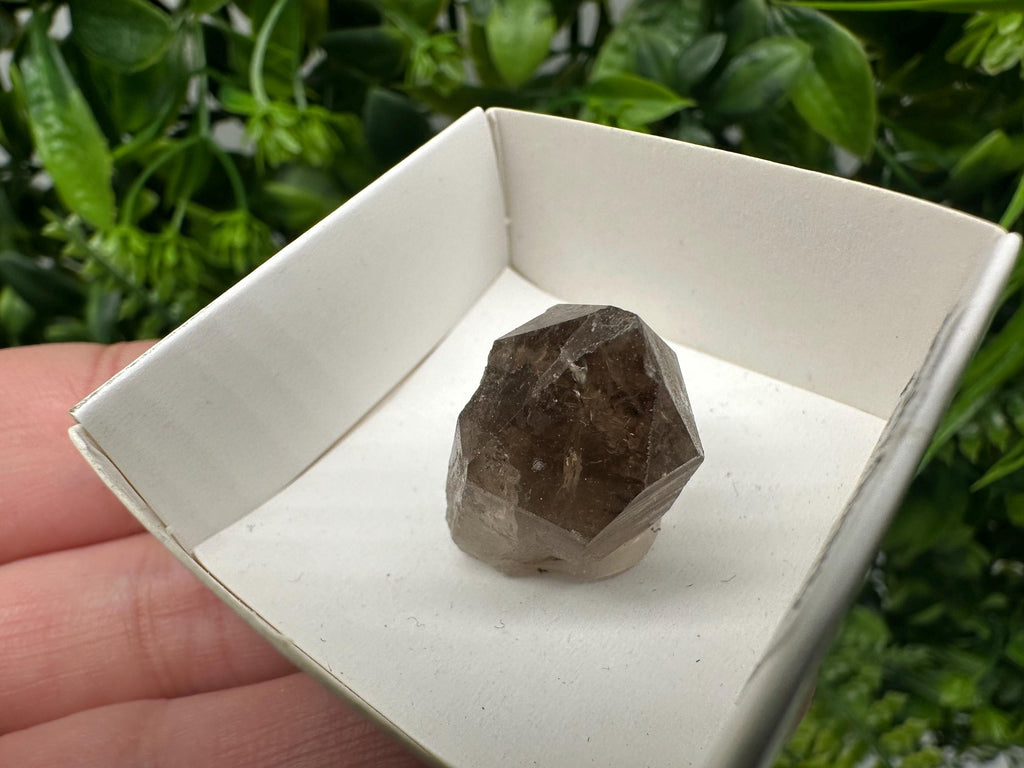Rare Fedenstock Smoky Quartz, Swiss Mineral Specimen (20/20MM)
