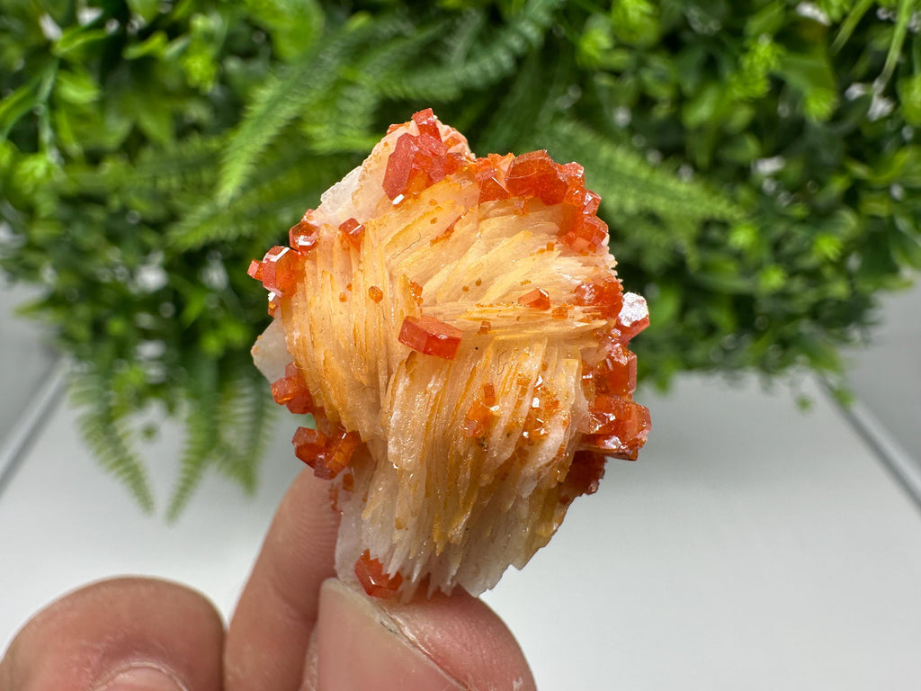 Red Vanadinite on Barite from Marocco,crystal minerals Speciment cluster Vanadinite crystal Vanadinite Geology Vanadinite cluster minerals