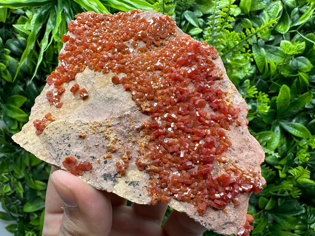 Red Vanadinite Crystal Cluster on Matrix, Morocco Mineral Specimen