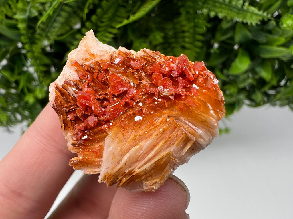 Red Vanadinite on Barite from Marocco,crystal minerals Speciment cluster Vanadinite crystal Vanadinite Geology Vanadinite cluster minerals
