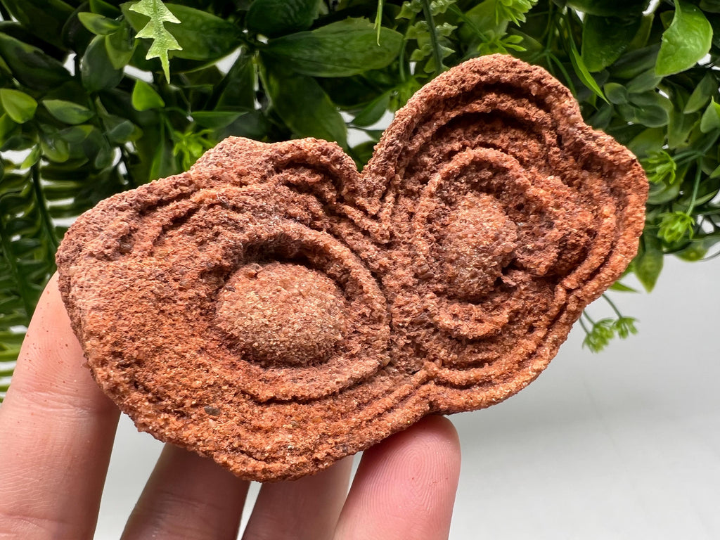 Moroccan Stromatolite Fossil Specimen, Raw Algae Fossil for Meditation
