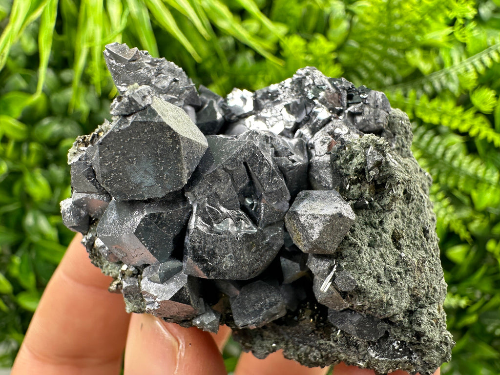 Shiny Galena with Chlorite, Borieva Mine Bulgaria, Mineral Specimen