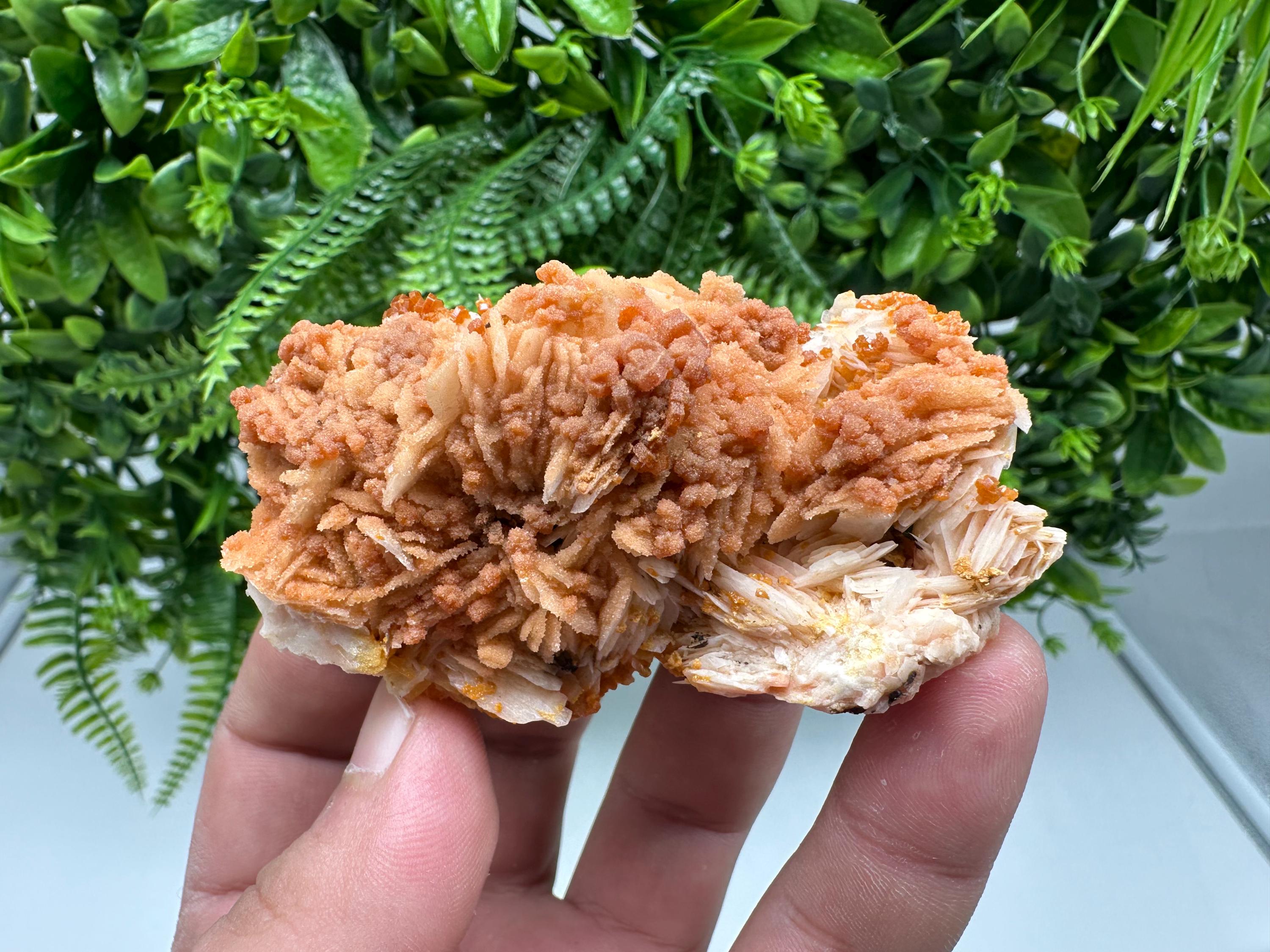 Red Vanadinite on Barite from Marocco,crystal minerals Speciment cluster Vanadinite crystal Vanadinite Geology Vanadinite cluster minerals