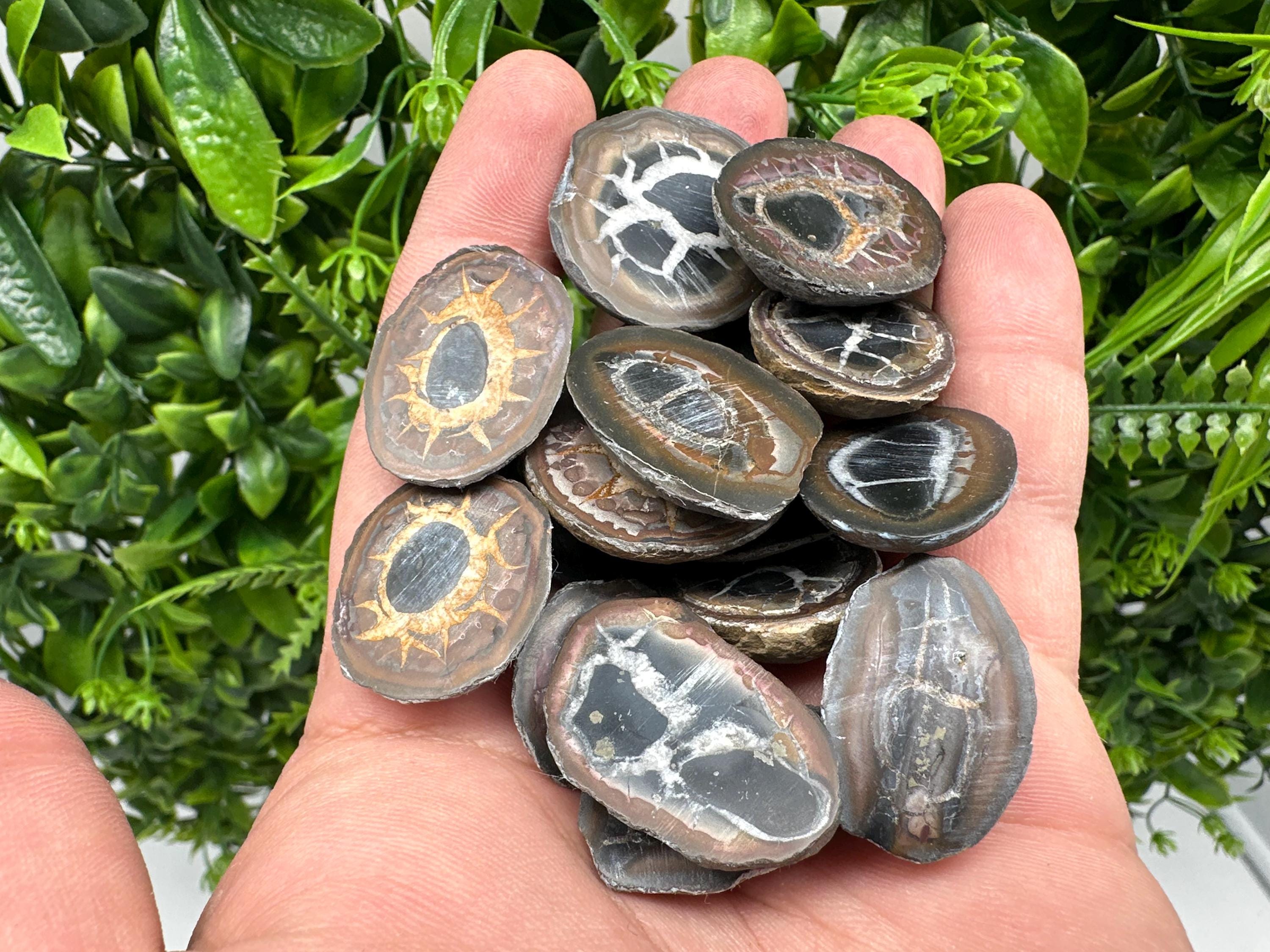 Dragonstones Pair: Septarian Nodule Geode Healing Stones