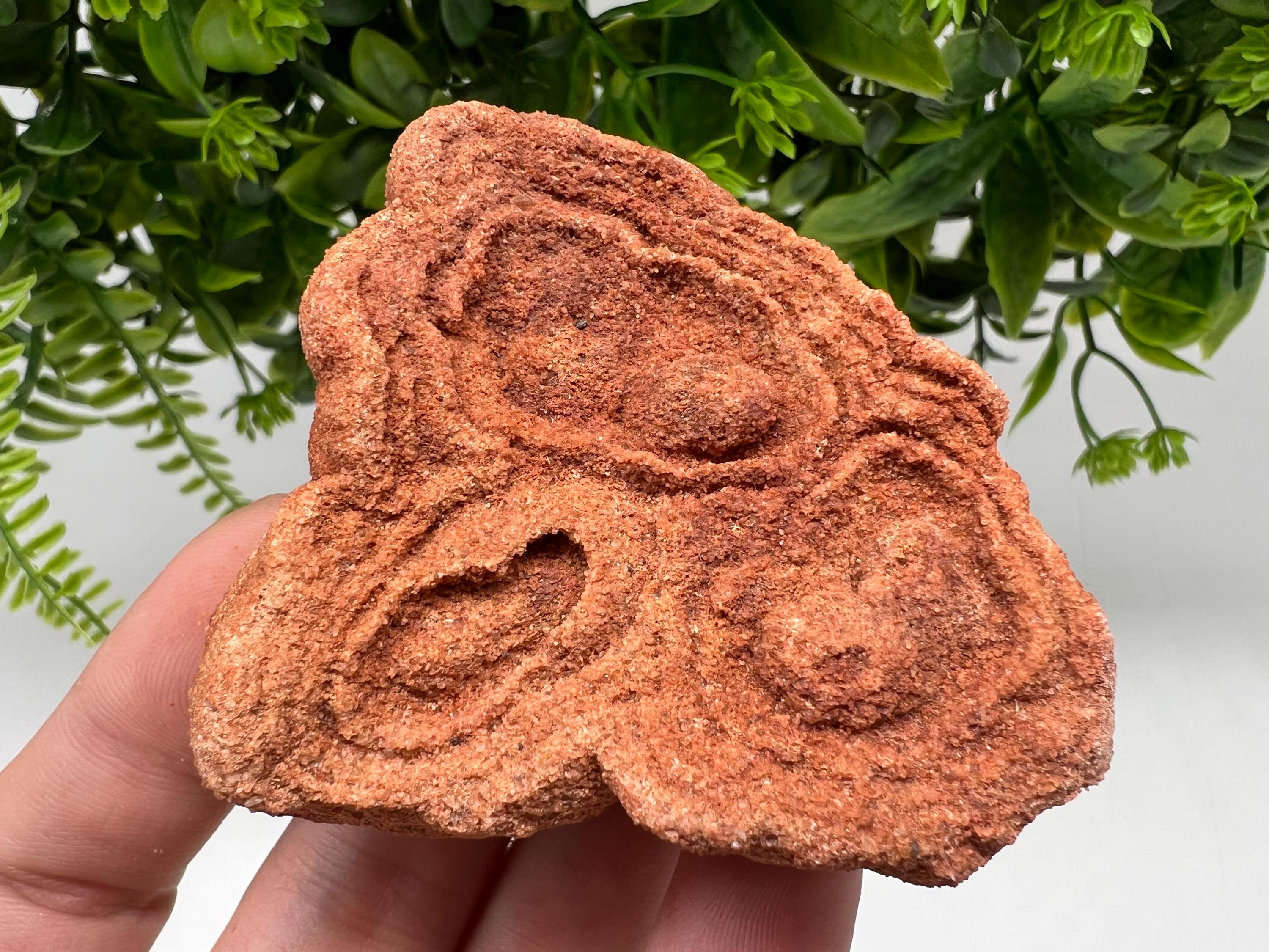 Raw Moroccan Stromatolite Fossil Specimen, Grounding Stone