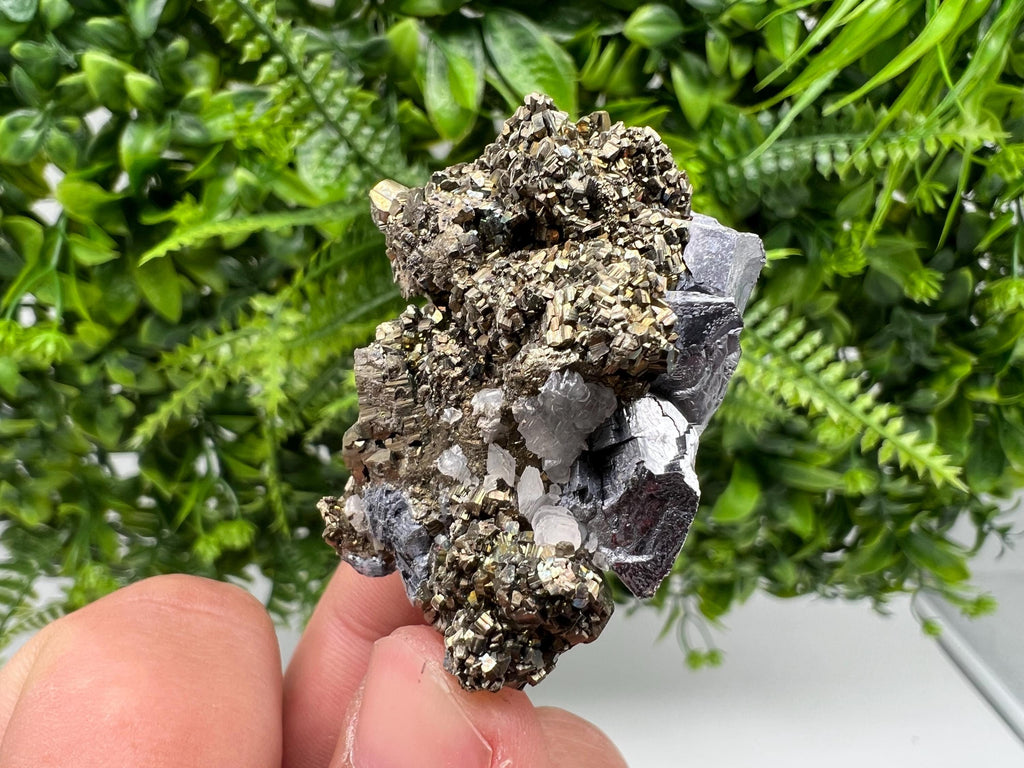 Galena on Pyrite Specimen: Borieva Mine, Bulgaria