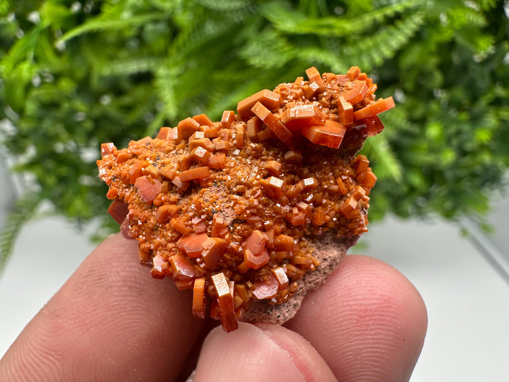 Red Vanadinite on Barite from Marocco,crystal minerals Speciment cluster Vanadinite crystal Vanadinite Geology Vanadinite cluster minerals