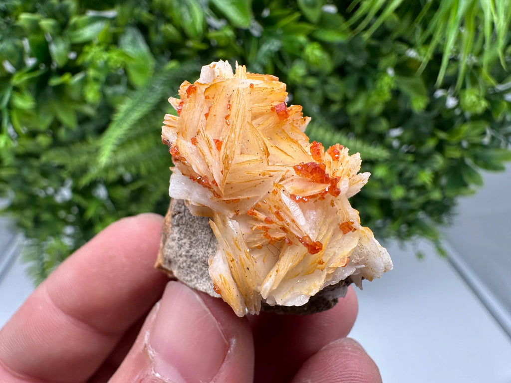 Red Vanadinite on Barite from Marocco,crystal minerals Speciment cluster Vanadinite crystal Vanadinite Geology Vanadinite cluster minerals