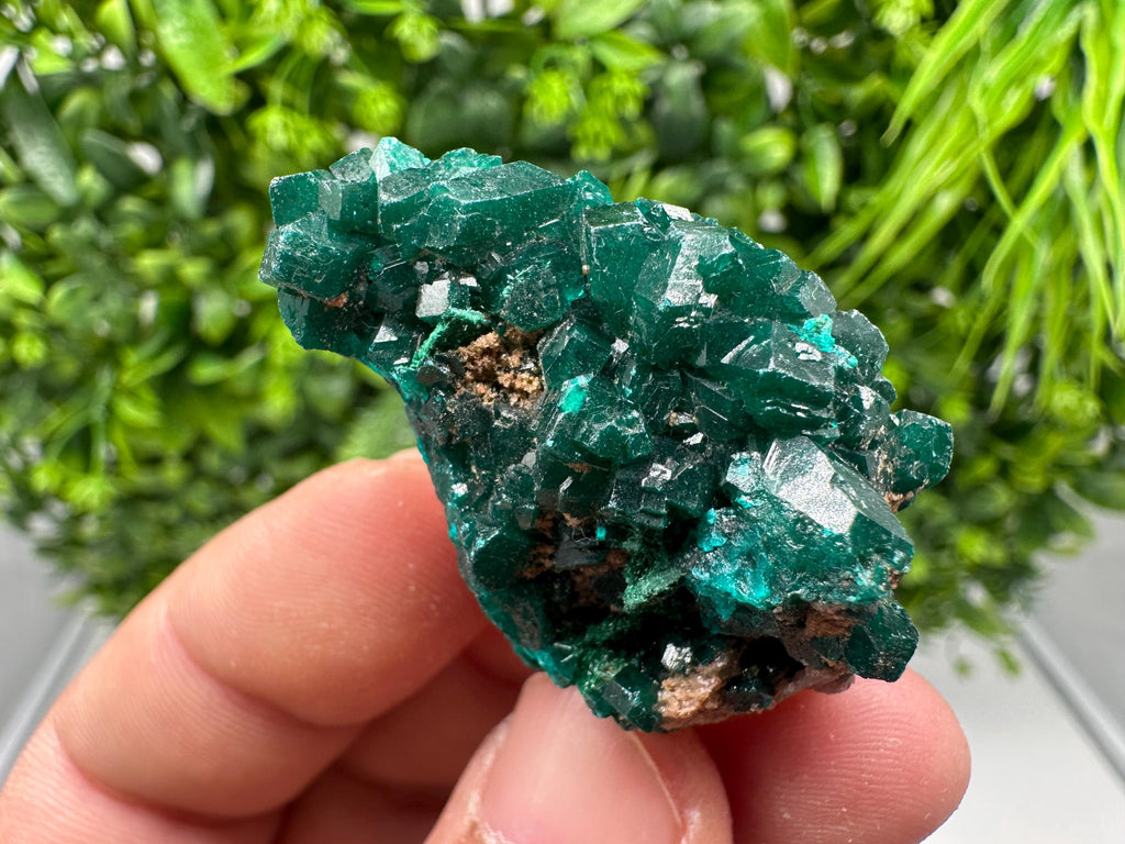 Stunning Green Dioptase from Sanda Hills,Mindouli,Pool Department,Mindouli District,Congo,green Dioptase,Dioptas Crystal,Dioptase collecting