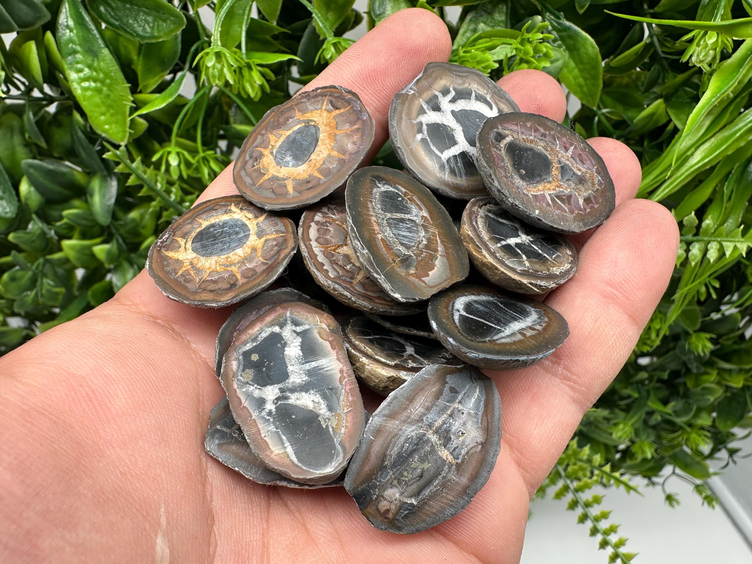 Dragonstones Pair: Septarian Nodule Geode Healing Stones
