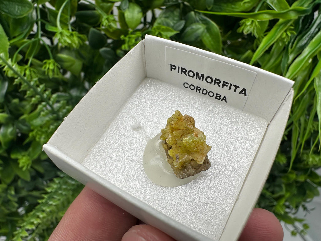 Raw Pyromorphite Crystal Cluster on Matrix, Mini Specimen