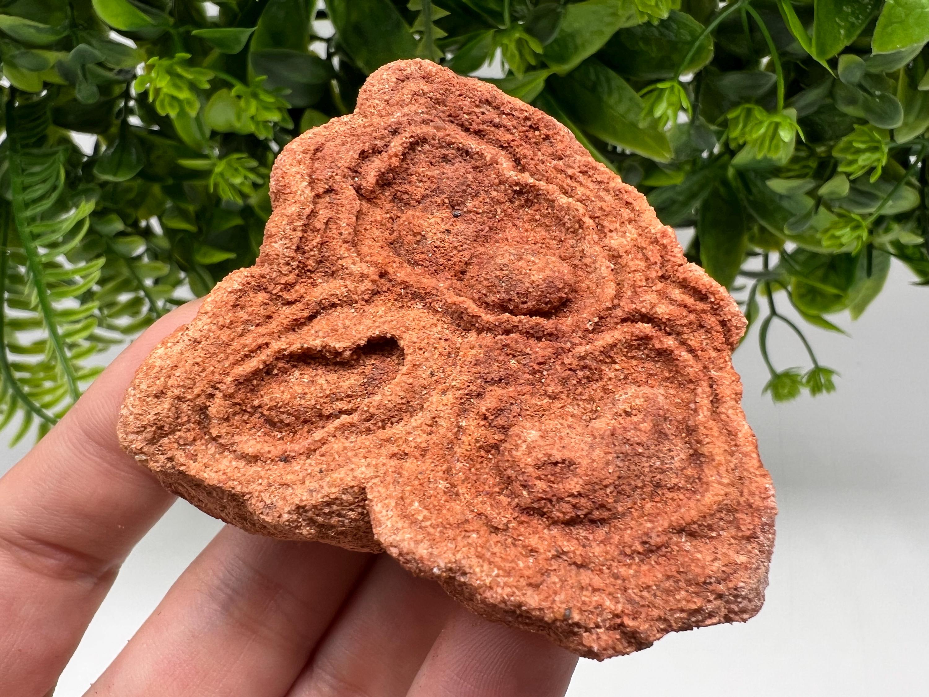 Raw Moroccan Stromatolite Fossil Specimen, Grounding Stone